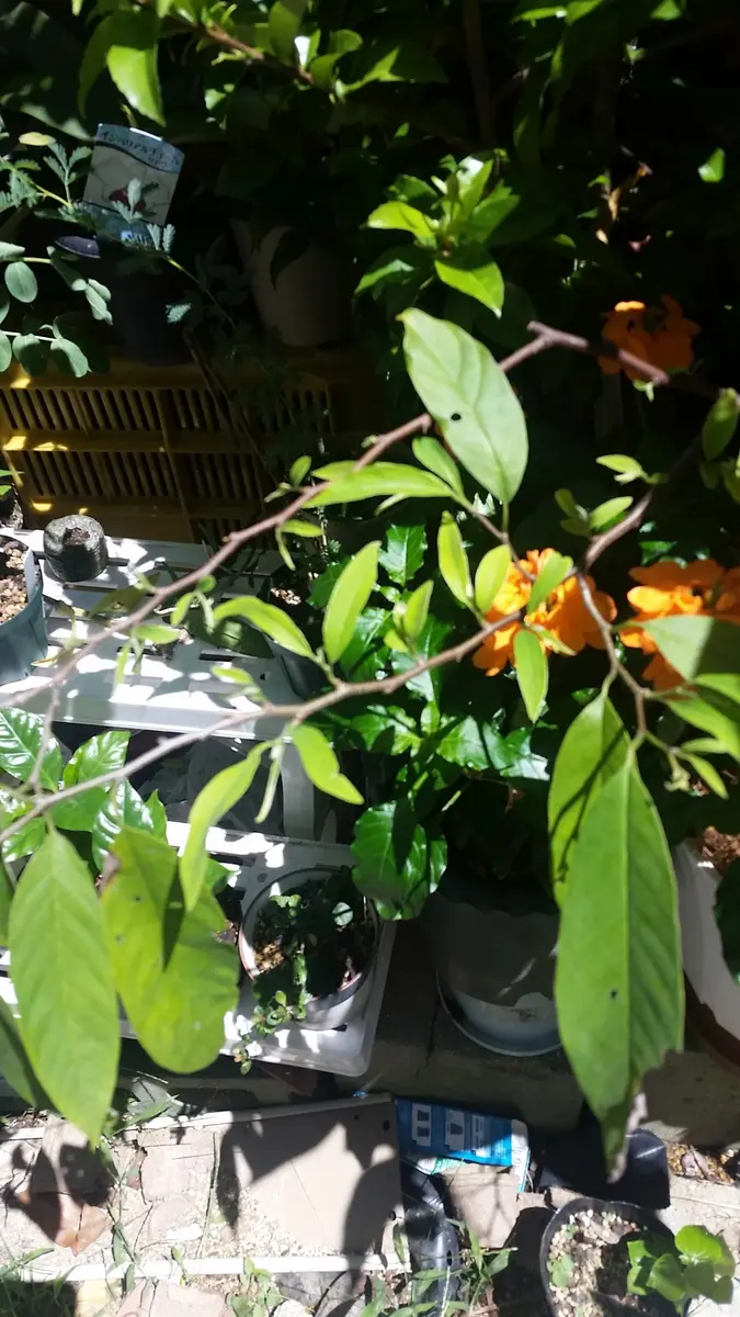 果樹の新芽｜園芸日記by時を越える猫｜みんなの趣味の園芸｜327231