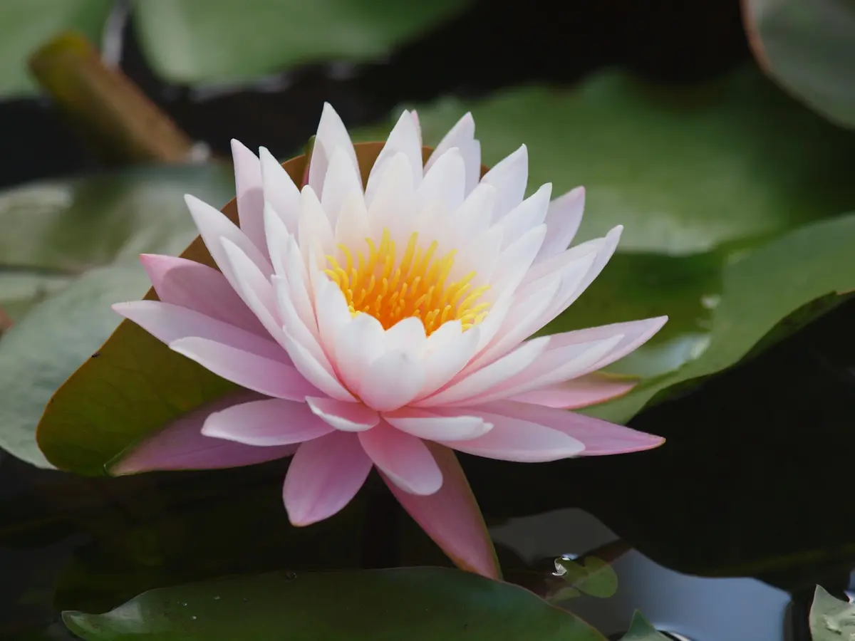 スイレンの日記一覧|reosakuさんの園芸日記-みんなの趣味の園芸