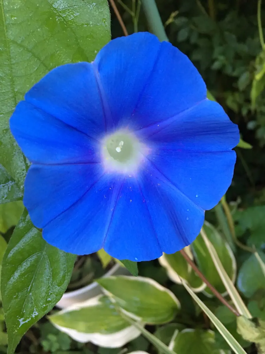 青い壷の花 A1y3GyU5gEL._UF350,350_QL50_.jpg