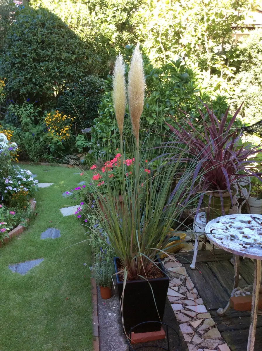 パンパスグラス｜園芸日記by弥生5月｜みんなの趣味の園芸｜328091