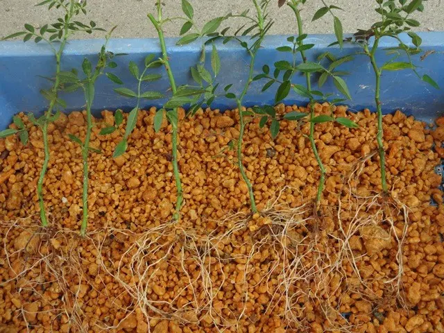 バラ挿し木苗の鉢上げ｜園芸日記byこんちゃん｜みんなの趣味の園芸｜328297