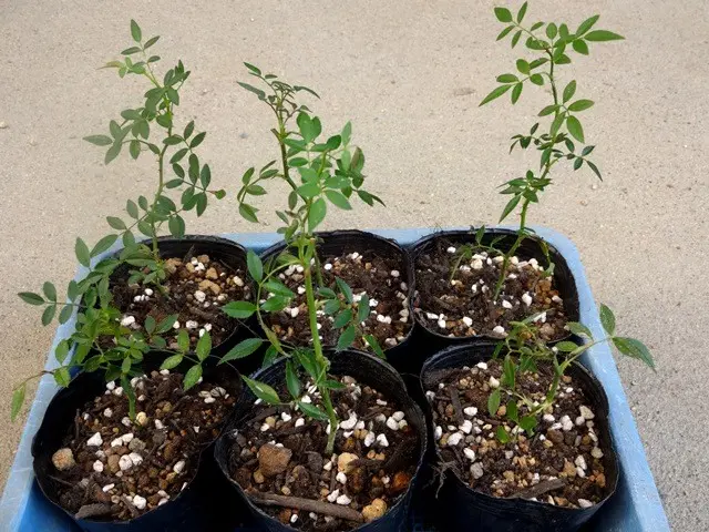 バラ苗 Joechan様4苗 挿し木 バラ苗 Joechan様専用挿し木 - メルカリ