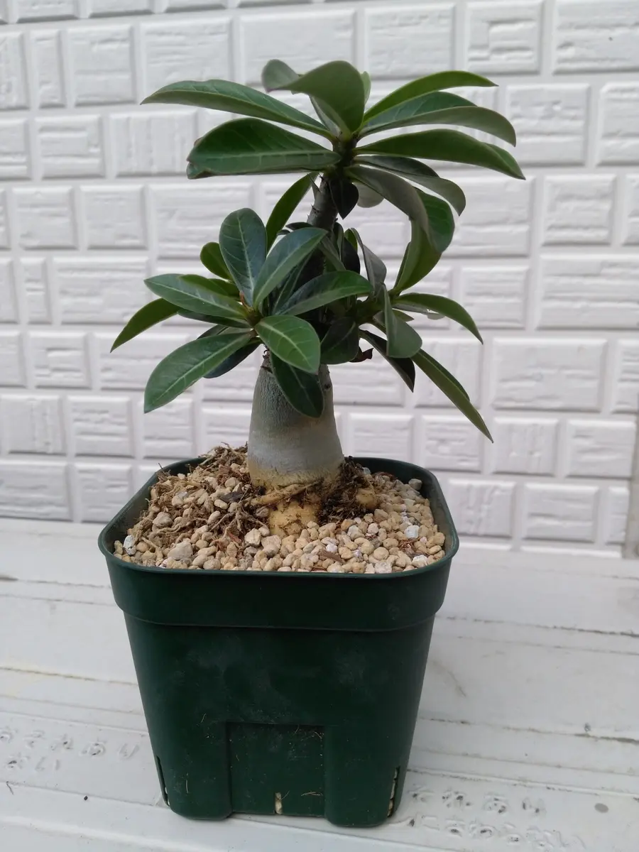 アデニウム・ソマレンセ、根っこ～！｜園芸日記by芋焼酎｜みんなの趣味