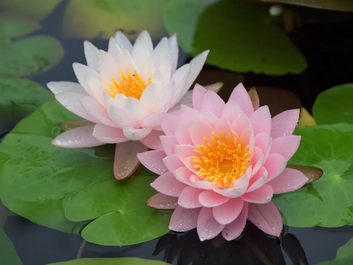 スイレン｜園芸植物小百科｜育て方｜花の写真