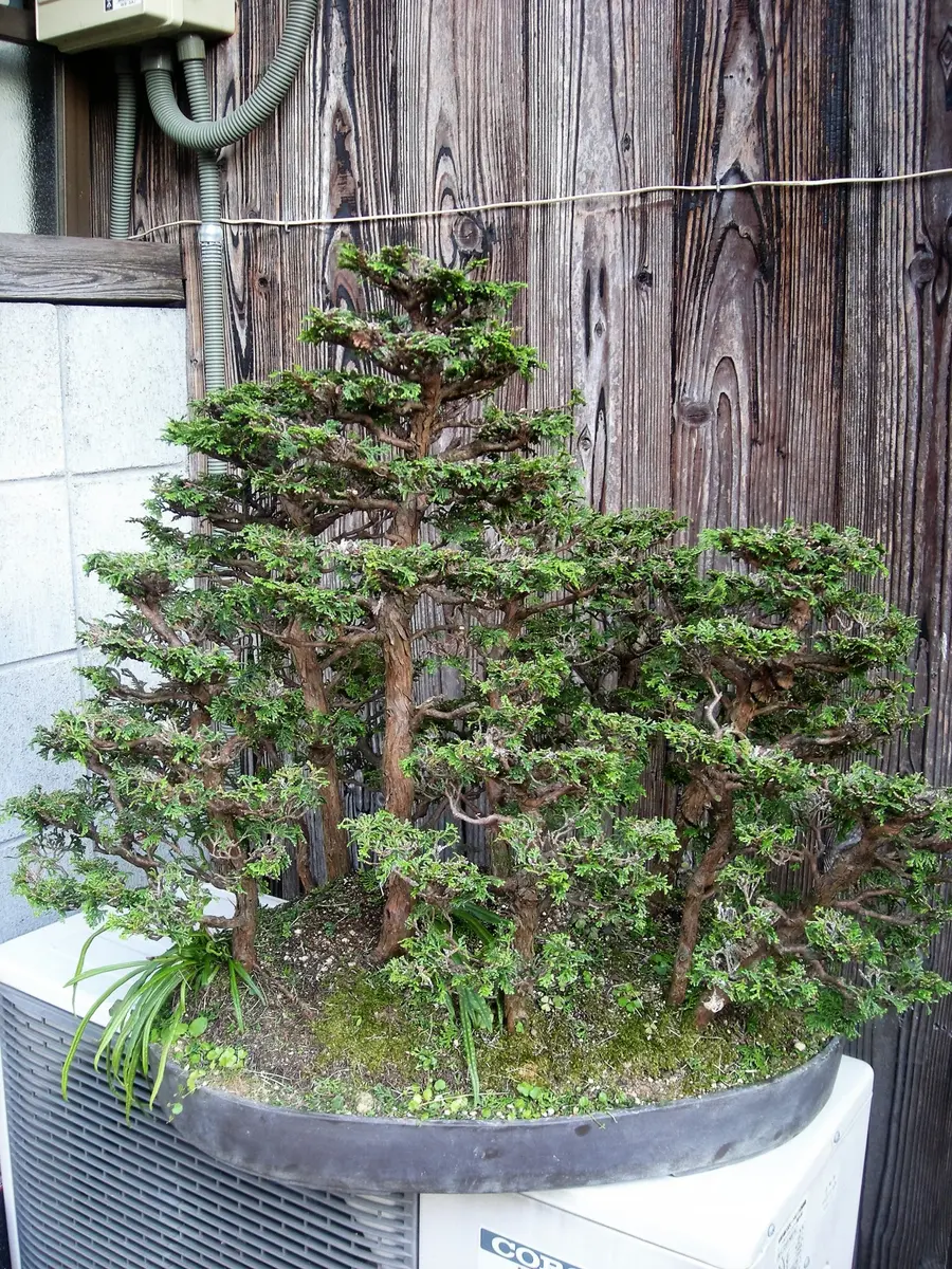 檜盆栽の寄せ植え〔写真2枚目〕-ZESYOUさんの日記｜みんなの趣味の園芸