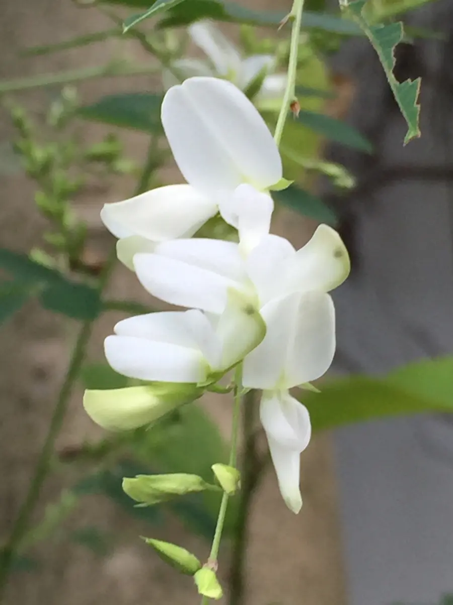 白い萩が咲き始めました｜園芸日記by染ちゃん｜みんなの趣味の園芸｜331153