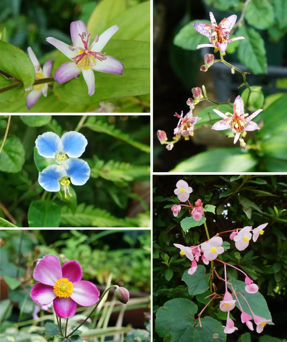 2苗セット 草花苗 山野草 1号 盆栽 ミニ 育てやすい 寄せ植え