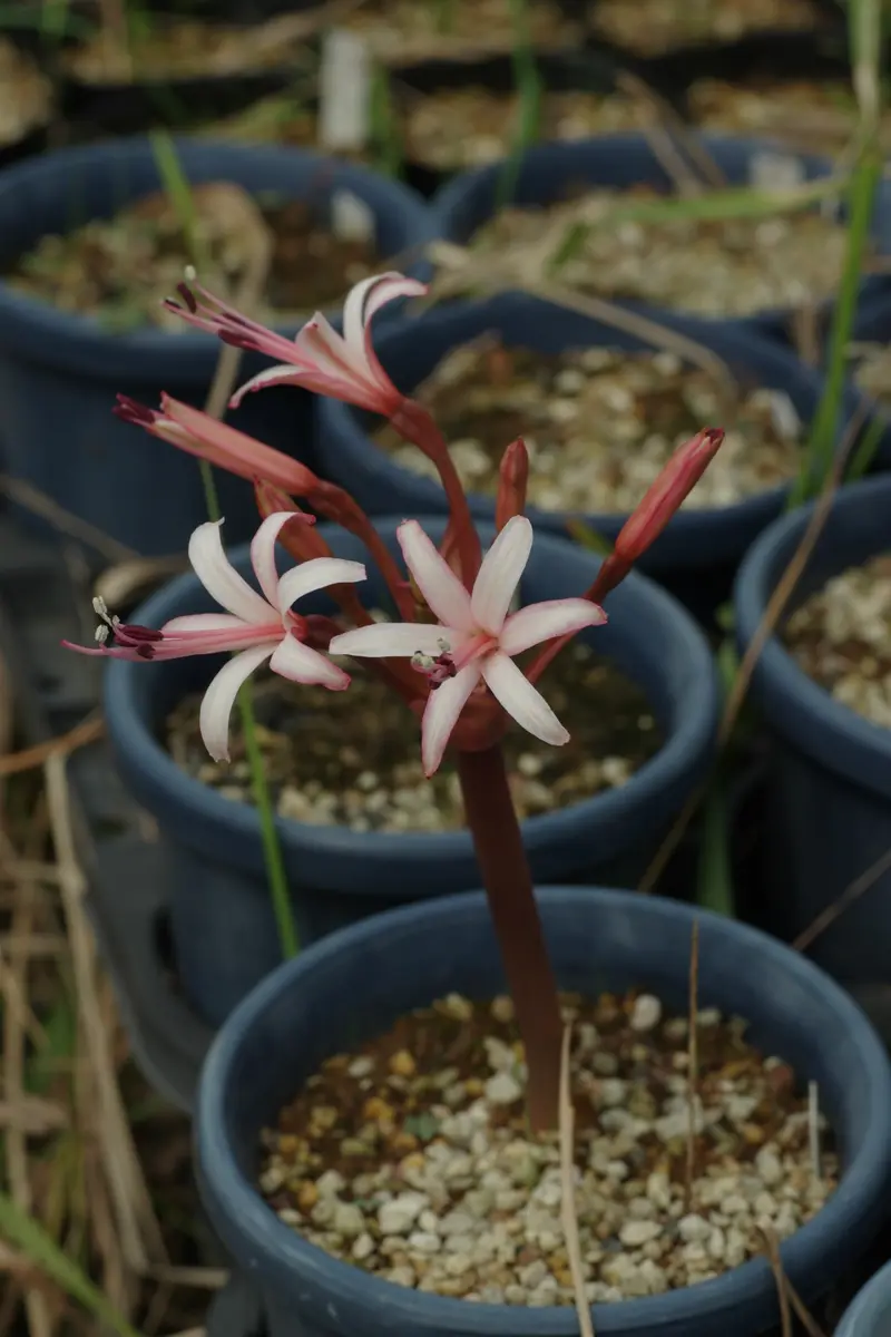 ブルンスビギア｜園芸日記by長岡 求｜みんなの趣味の園芸｜332128