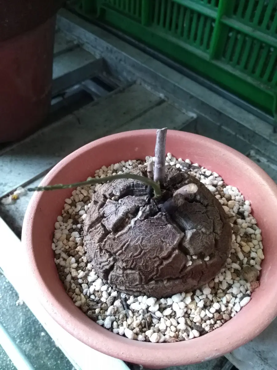 目覚めました！　亀甲竜　約８ｃｍ　鉢ごと発送 目覚めました！ 亀甲竜 約8cm 鉢ごと発送 - メルカリ