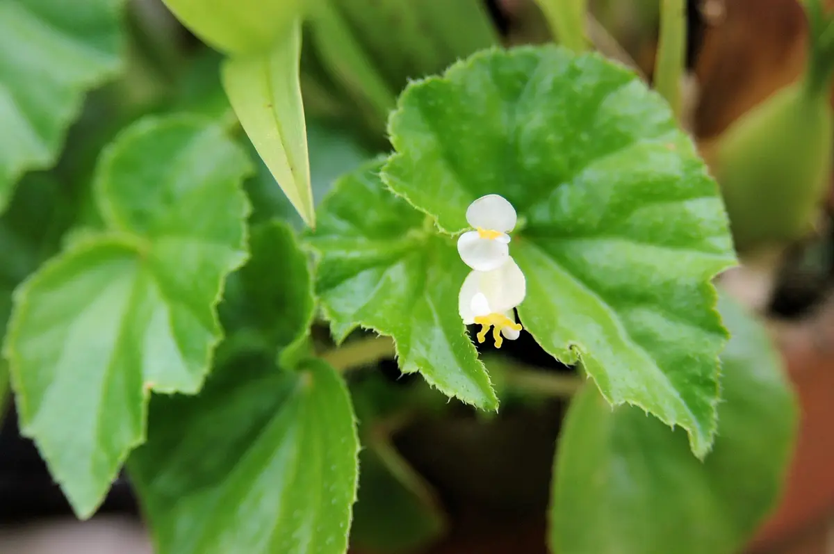 熱帯の雑草？｜園芸日記byジャカランダ｜みんなの趣味の園芸｜332519