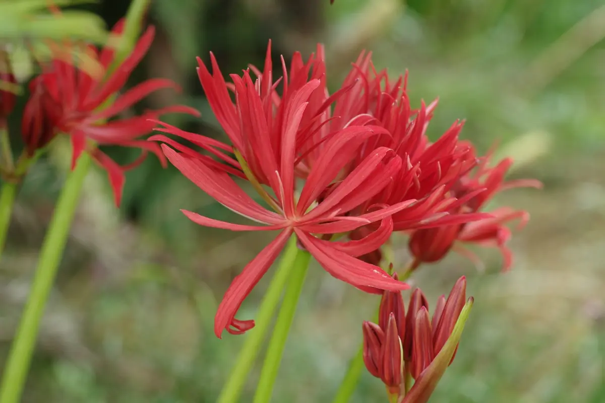 s*5様 虎 残響 赤 ヒガンバナ #172 Onitsuka Tiger Taiwan / 鬼塚虎