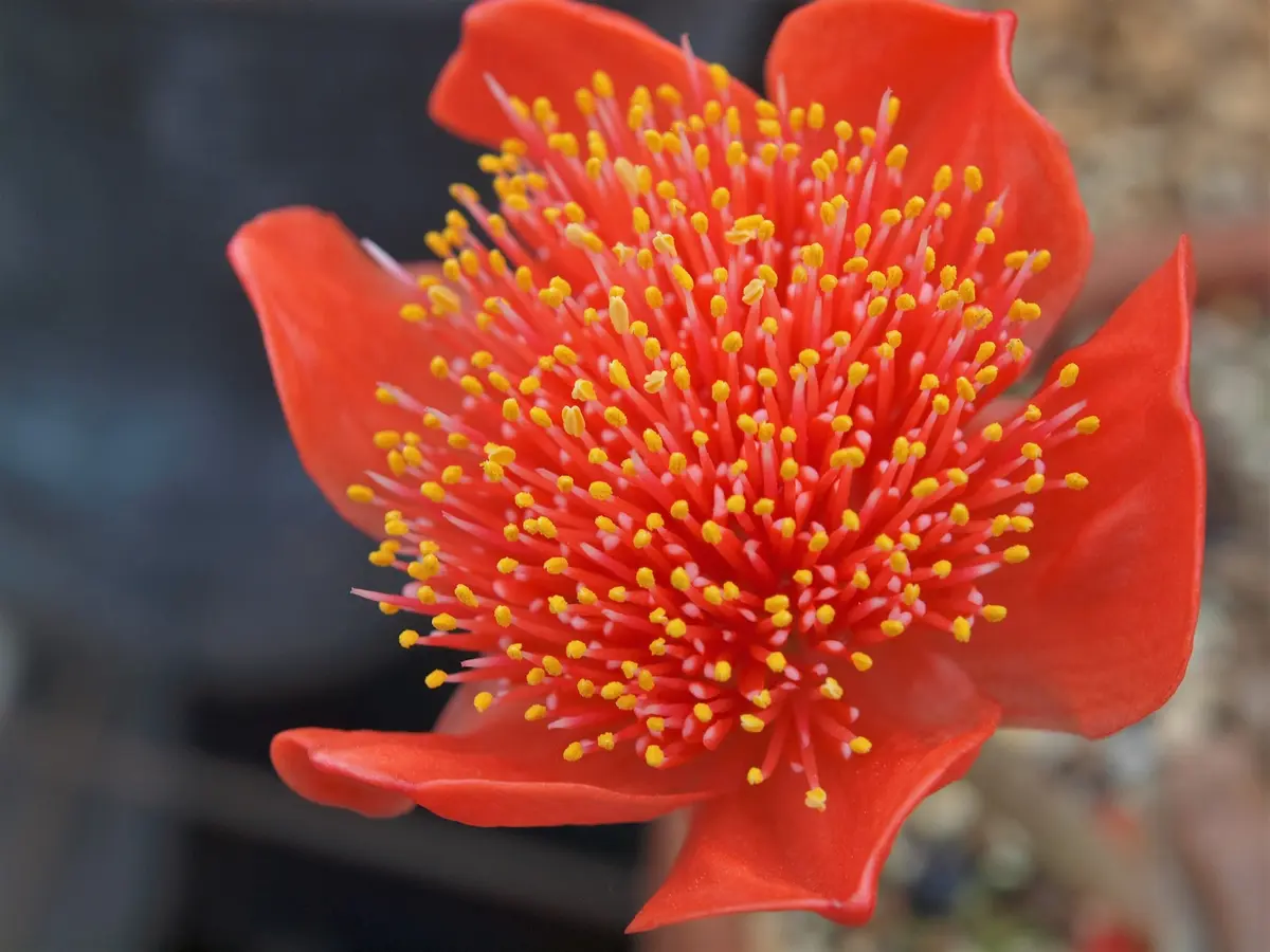 赤花 マユハケオモト 2株 ハエマンサスマユハケオモト桃花ピンク鉢ごと