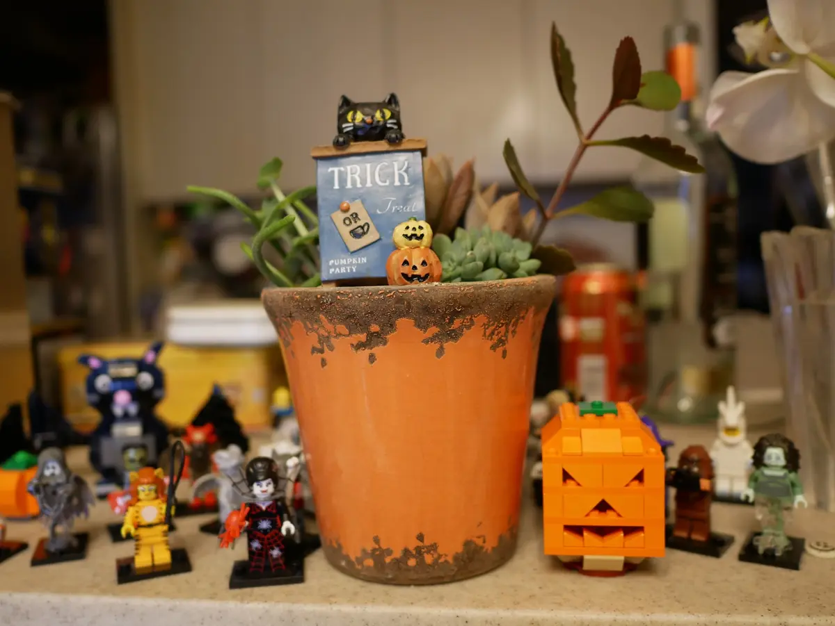 ハロウィーン多肉植物寄せ植え｜園芸日記byうめ｜みんなの趣味の園芸