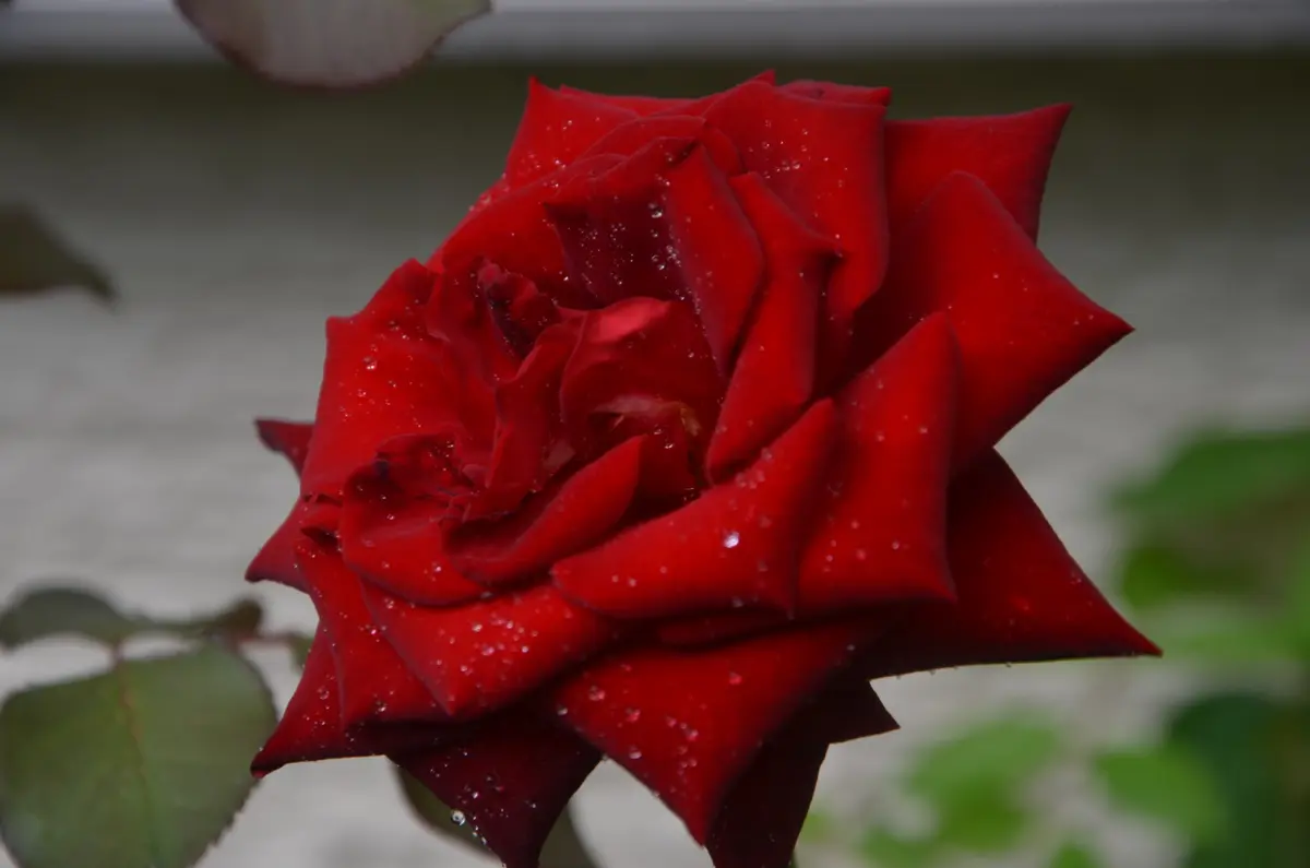 イングリッド・バーグマン（薔薇）｜園芸日記by赤いハナミズキ