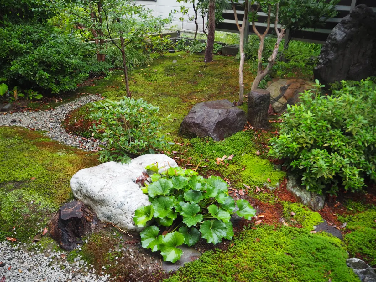 スナゴケ 20トレー すな苔 苔リウム 庭苔 （おすすめネット 苔
