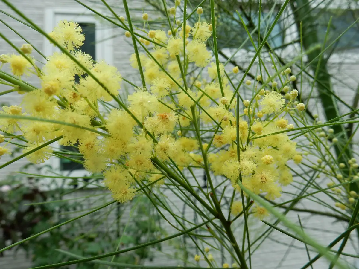 金木犀に癒されて｜園芸日記byどーん｜みんなの趣味の園芸｜334344