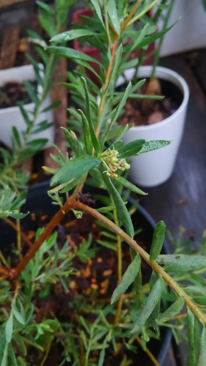 グレビレア 花芽？｜園芸日記byもふ.｜みんなの趣味の園芸｜334563