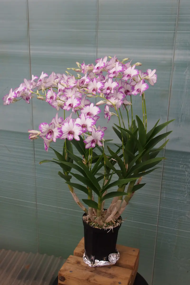 デンファレ(Visa Peach) 苗 花業界のスーパースター☆デンファレ