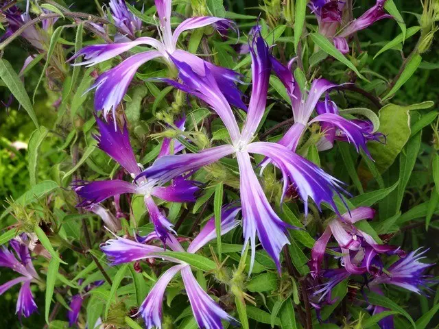 変化朝顔・采咲き｜園芸日記byこんちゃん｜みんなの趣味の園芸｜336592