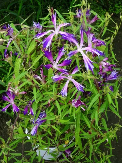 変化朝顔・采咲き｜園芸日記byこんちゃん｜みんなの趣味の園芸｜336592