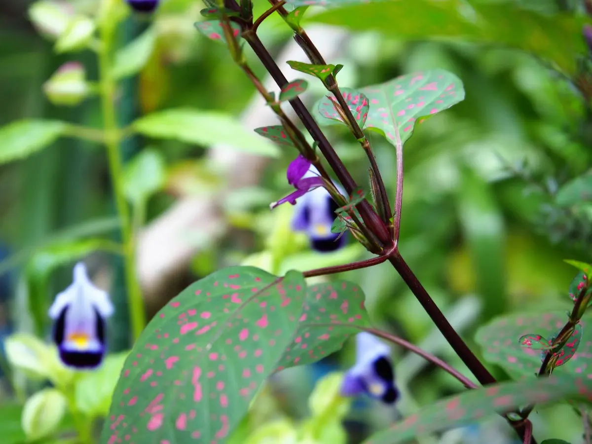 鉢植えgood！｜園芸日記byビィ玉｜みんなの趣味の園芸｜337324