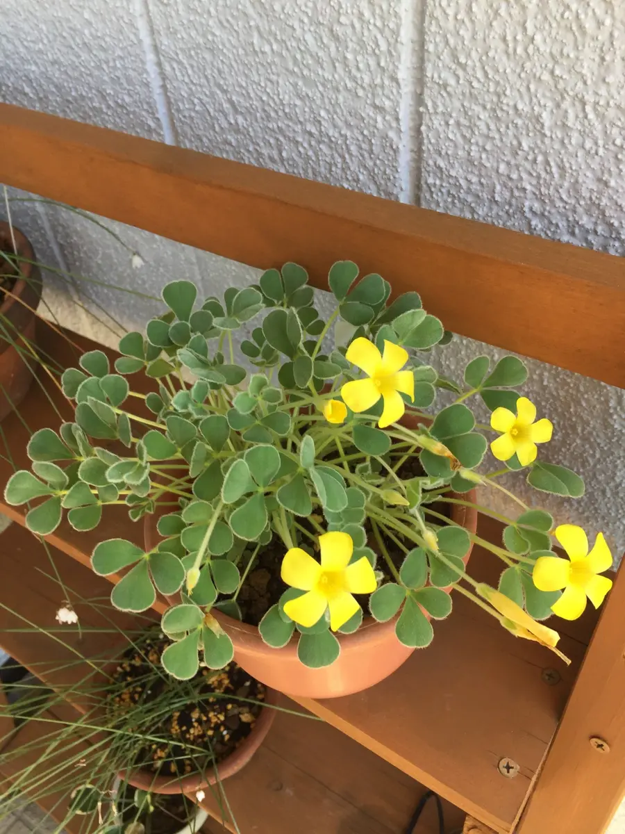 オキザリス　ケンアスレット　ポット苗 オキザリス ケンアスレット｜園芸日記bykeichangarden｜みんなの趣味の