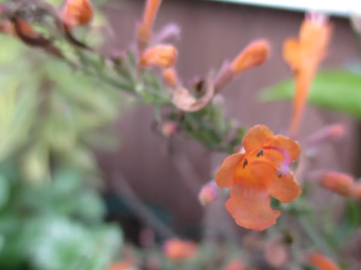 オレンジ色の花｜園芸日記by撫子🌹｜みんなの趣味の園芸｜338533