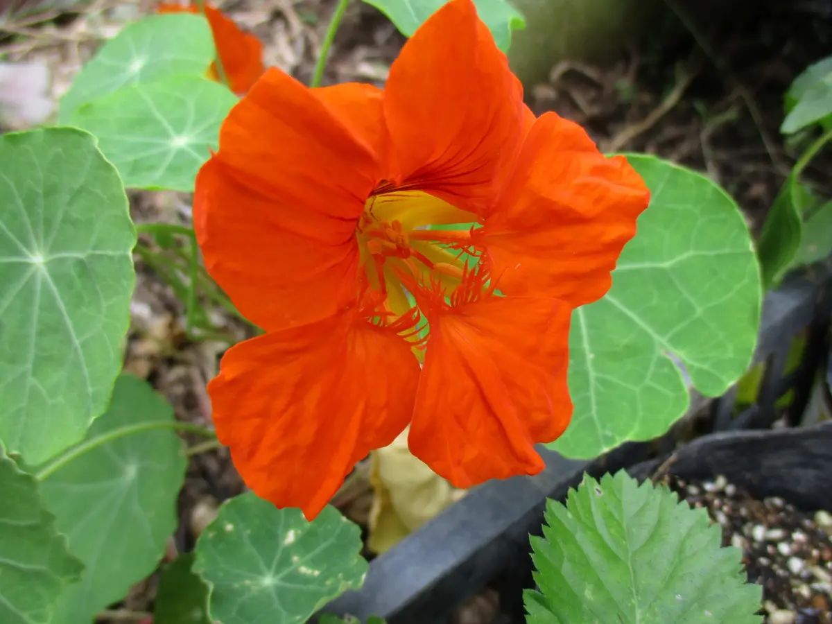 オレンジ色の花｜園芸日記by撫子🌹｜みんなの趣味の園芸｜338533