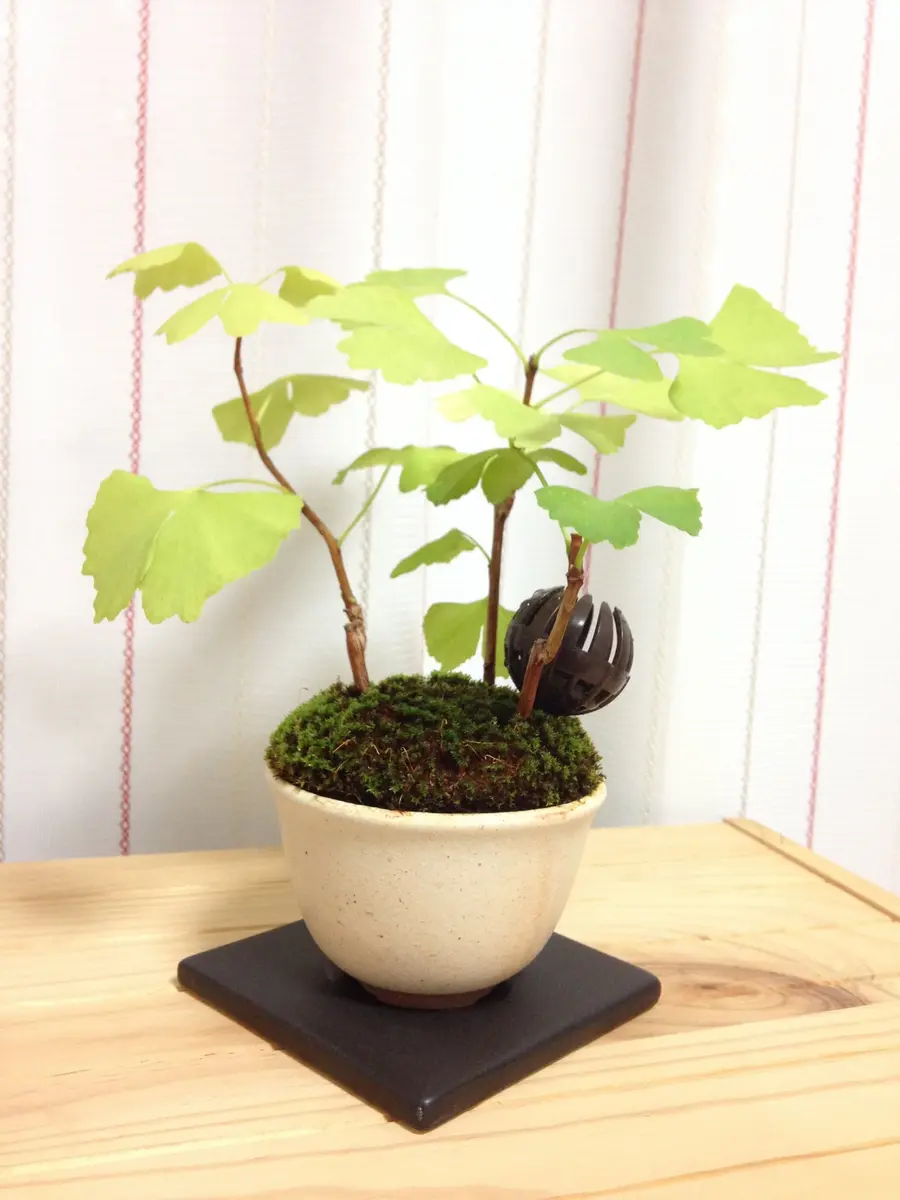 ミニ盆栽大作戦〜針金外し〜イチョウ｜園芸日記byeikoai｜みんなの趣味