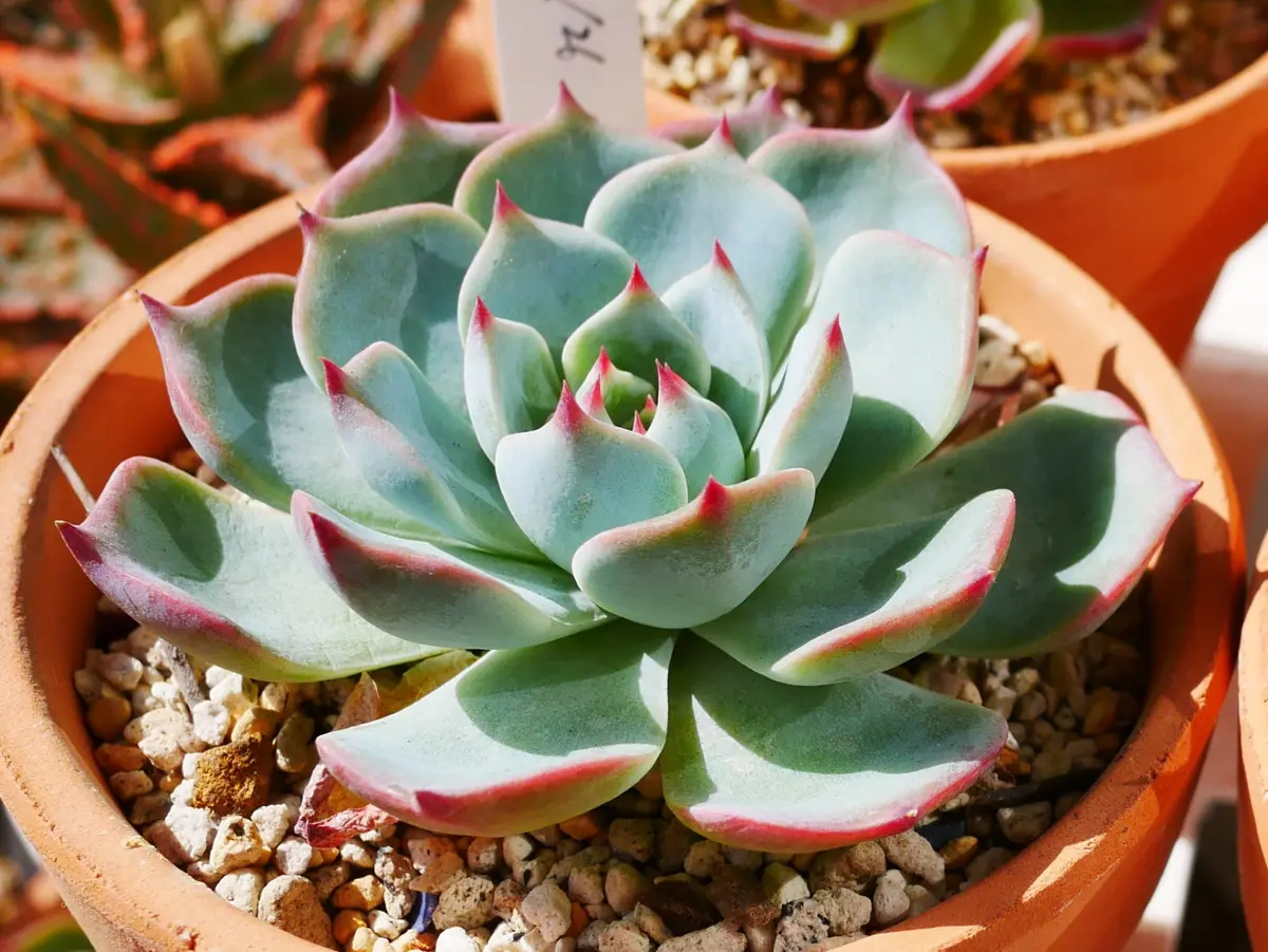 チワワエンシス｜園芸日記byうめ｜みんなの趣味の園芸｜339544