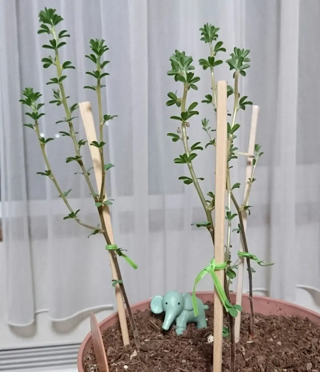 どんぐり まる忠筋どんぐりむし碗(小) << KOHNOオンラインショップ
