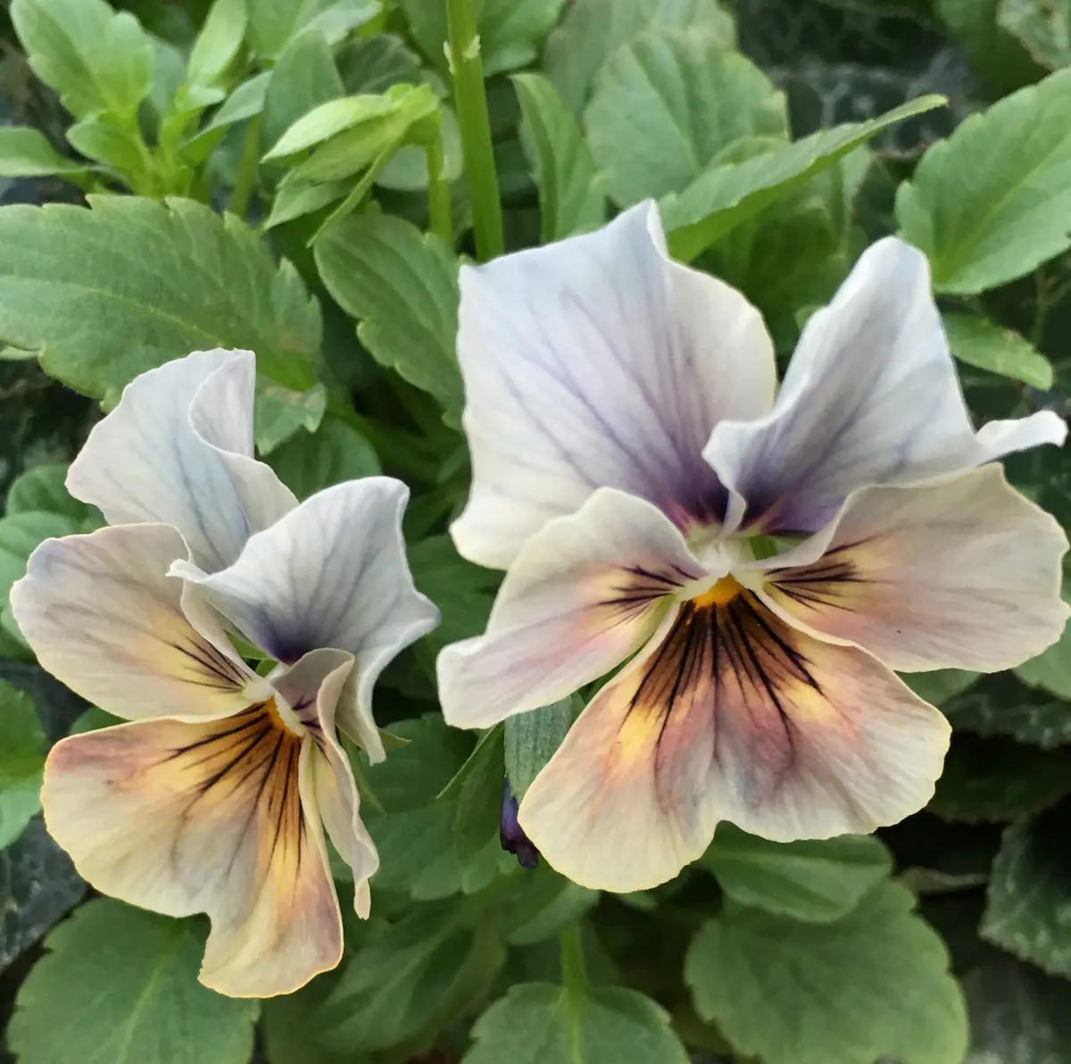 アンティークカラーのビオラ｜園芸日記byローズナクレbis｜みんなの