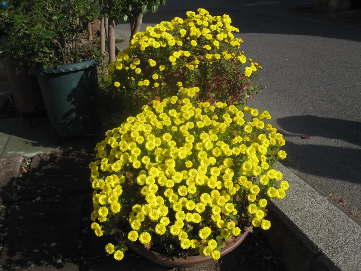 菊満開・皇帝ダリア・薔薇｜園芸日記bywakaba｜みんなの趣味の