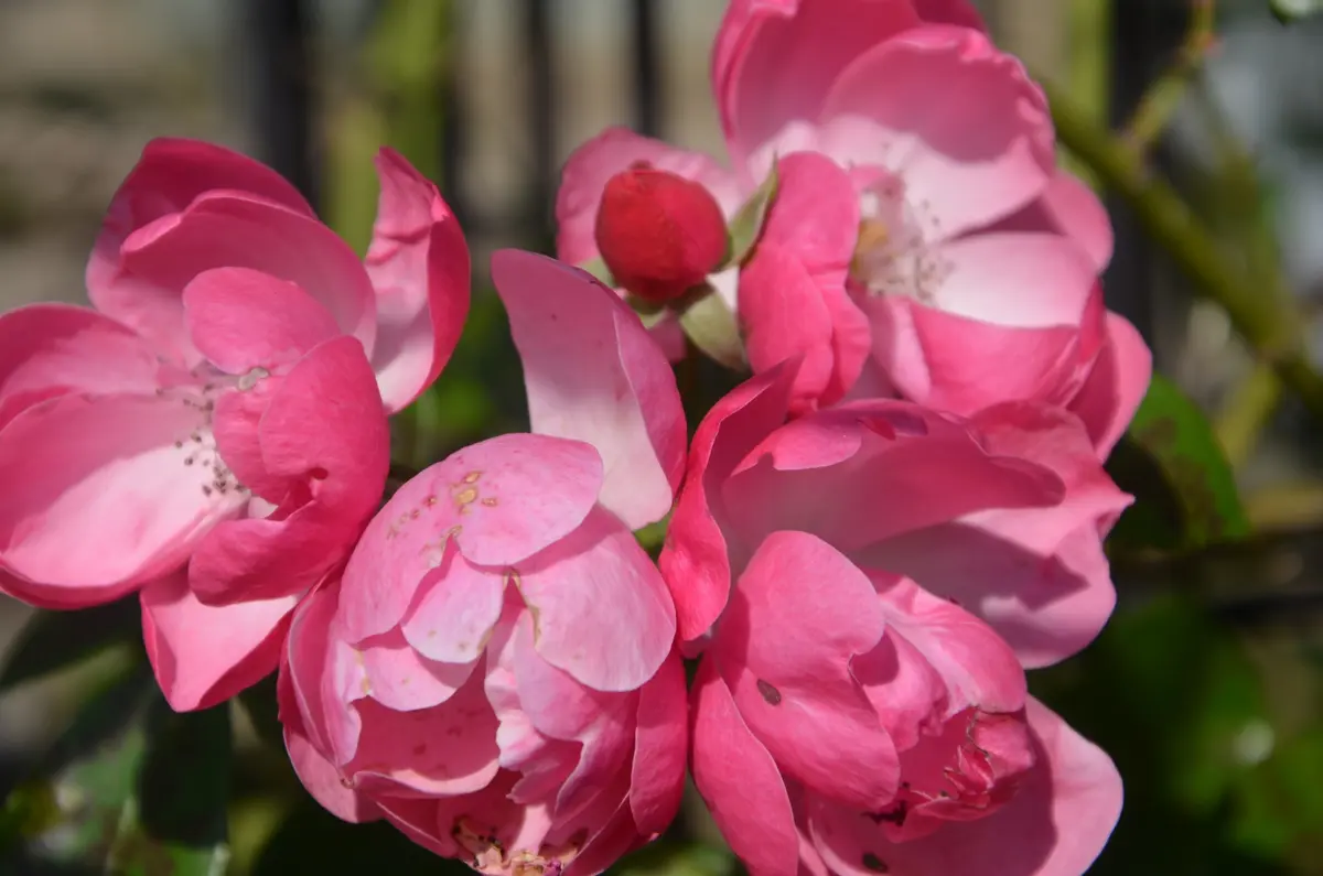 ころんころんの薔薇 庄境公園のバラⅤ｜園芸日記by赤いハナミズキ