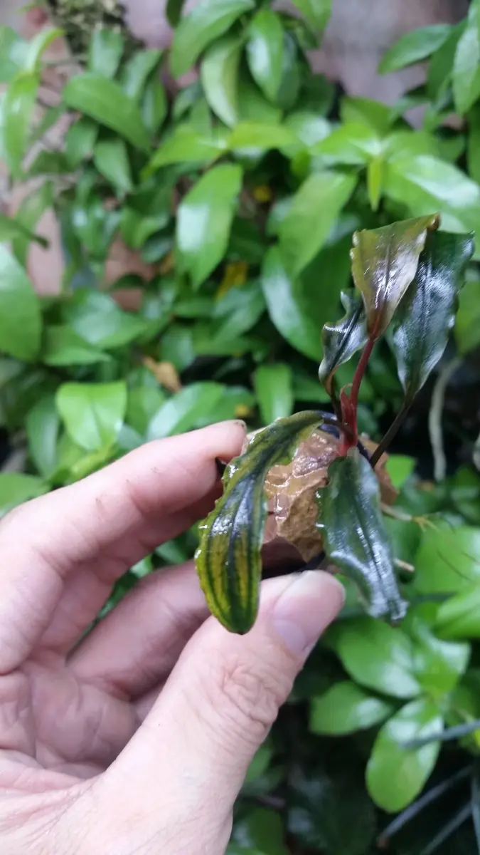 SatoさんBucephalandra SatoさんBucephalandra 【公式通販】