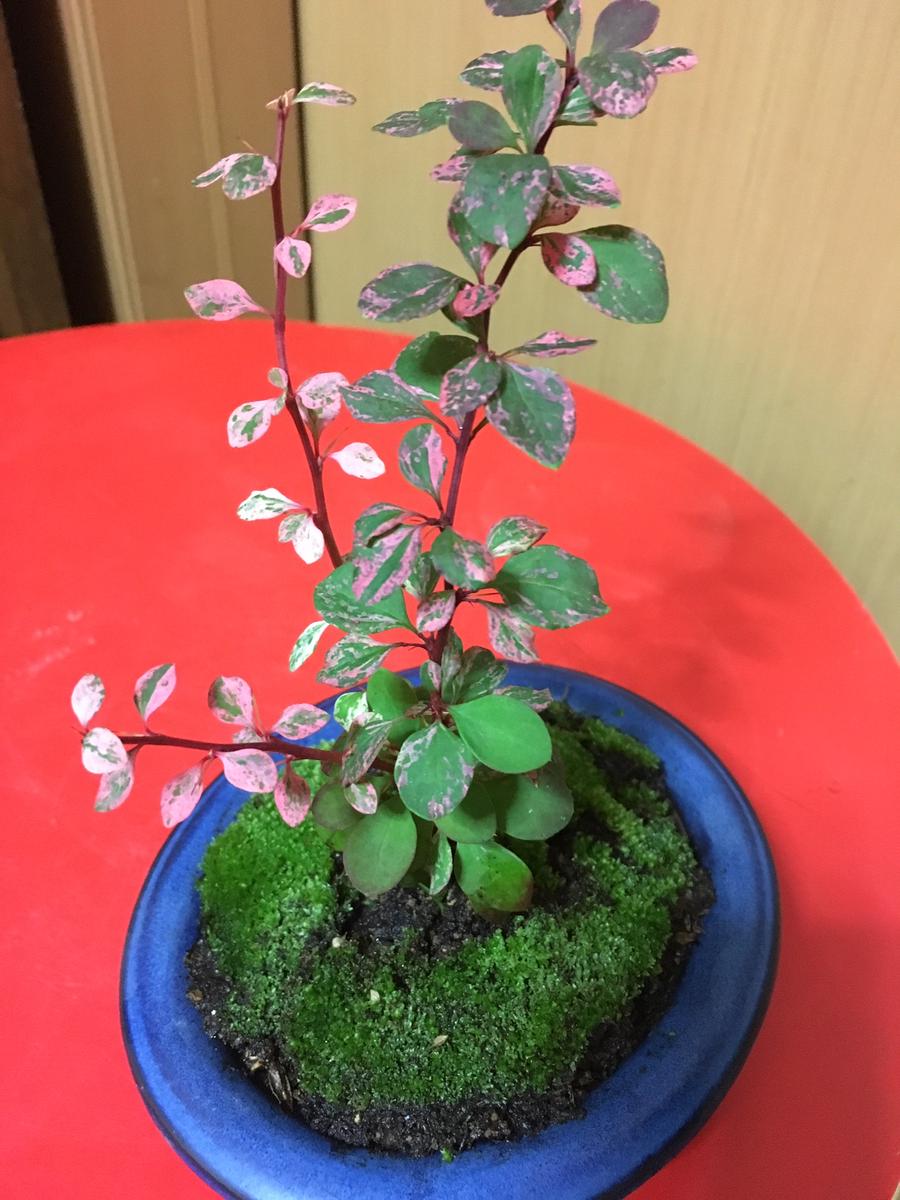 メギ盆栽化計画｜園芸日記byバイオレット｜みんなの趣味の園芸｜343362