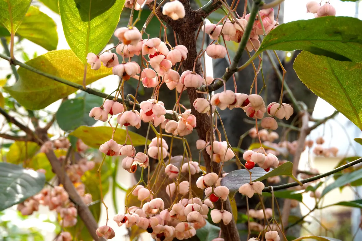 マユミ　実沢山なっています マユミ｜園芸日記byるーたん｜みんなの趣味の園芸｜344019