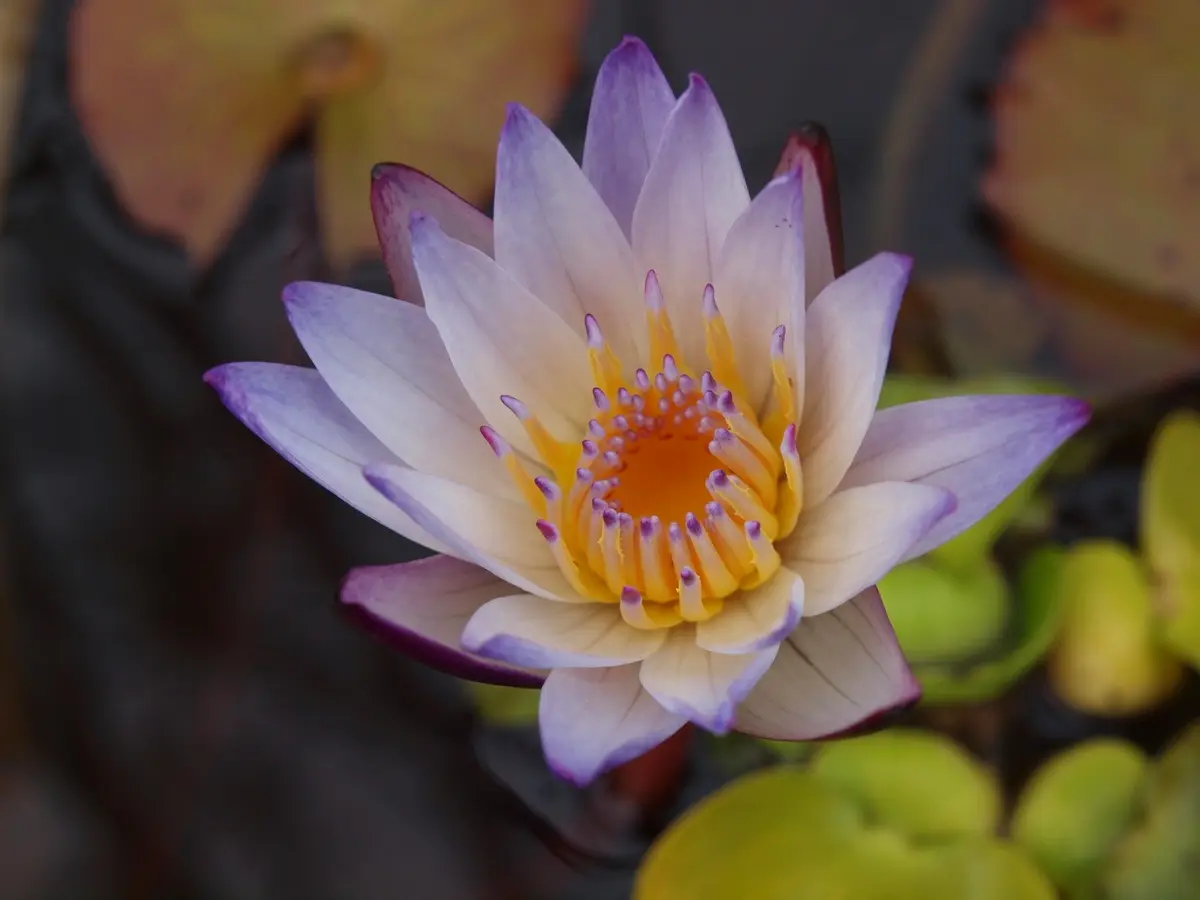 スイレンの日記一覧|reosakuさんの園芸日記-みんなの趣味の園芸