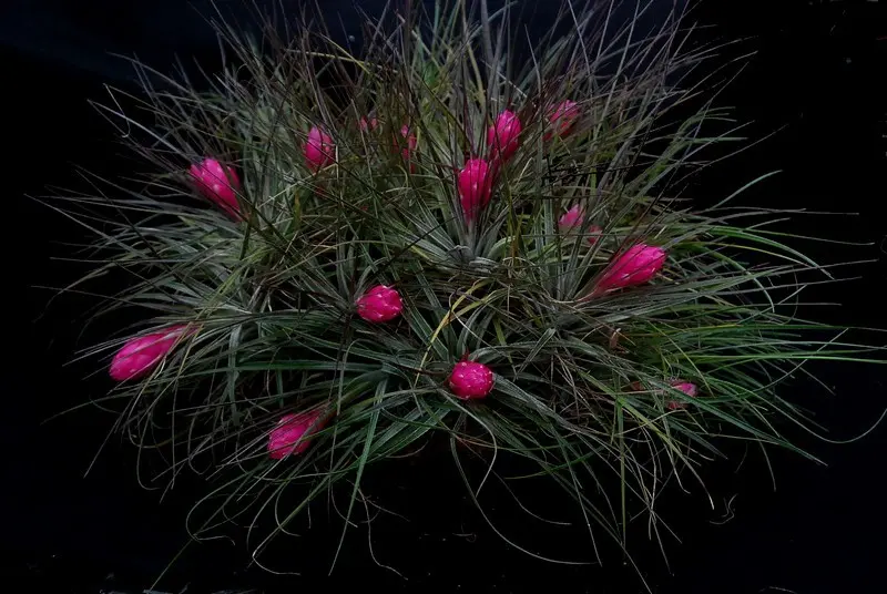 チランジアも紅葉｜園芸日記byくりたけ｜みんなの趣味の園芸｜344994