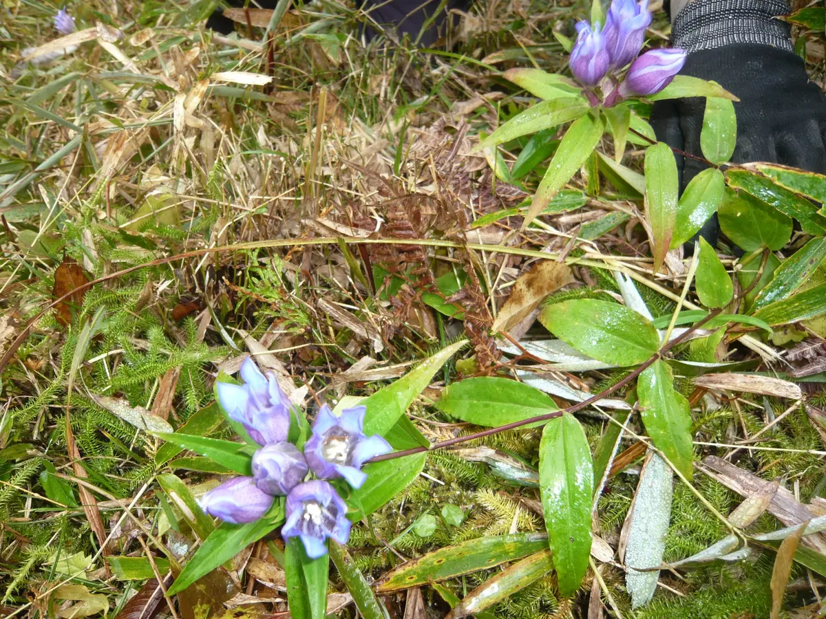 野に咲く花｜園芸日記byおまめ｜みんなの趣味の園芸｜345203