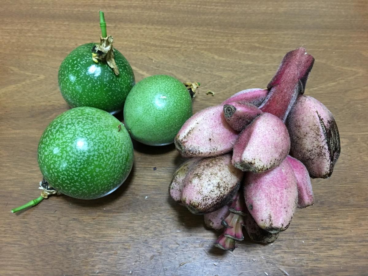 球根ガチャ🌷買っちゃいました‼️｜園芸日記byミムラ姉｜みんなの趣味 