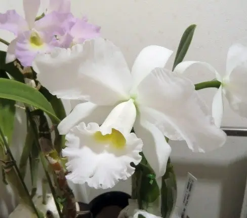 cygneシーニュー♡ バルーンジレ　colette　ホワイト レーシィフローラルヘッドドレス – BABY, THE STARS SHINE BRIGHT