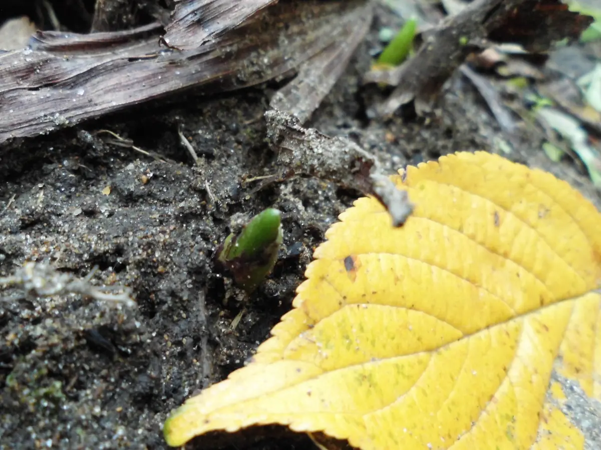 葉っぱの下から…｜園芸日記byネムネコ｜みんなの趣味の園芸｜346553
