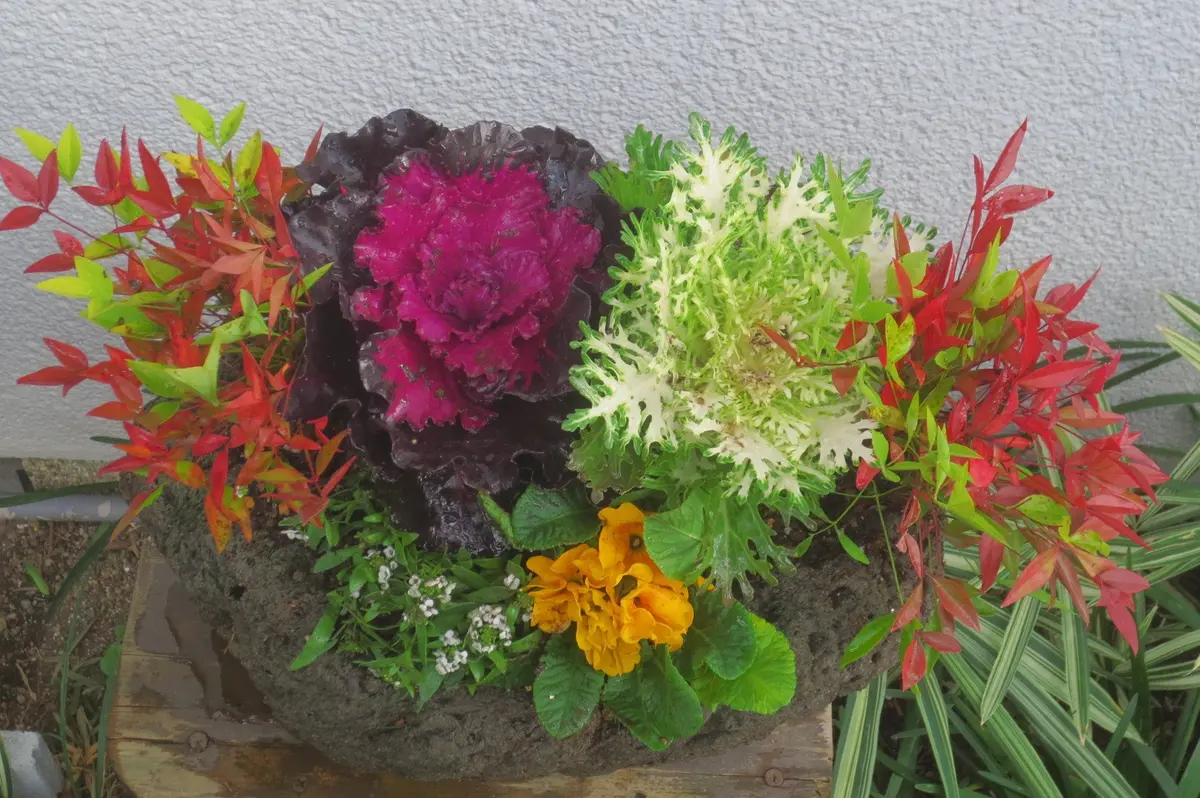 軽石鉢の寄せ植え｜園芸日記byはなさか じいじ｜みんなの趣味の園芸