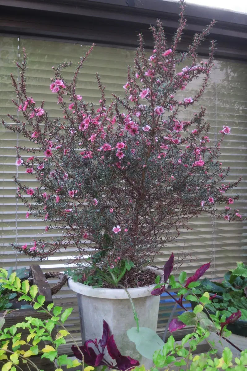 軽石鉢の寄せ植え｜園芸日記byはなさか じいじ｜みんなの趣味の園芸