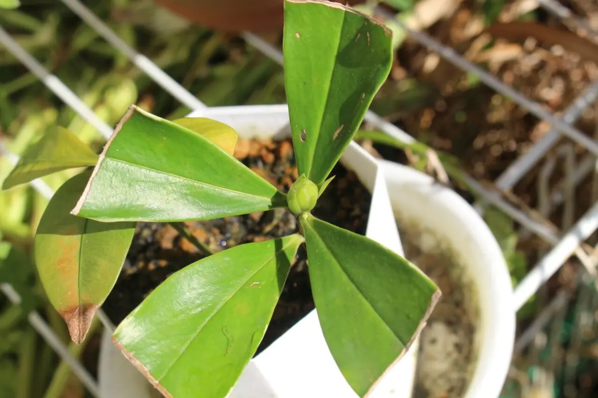 沈丁花の挿し木｜園芸日記byくく｜みんなの趣味の園芸｜346974
