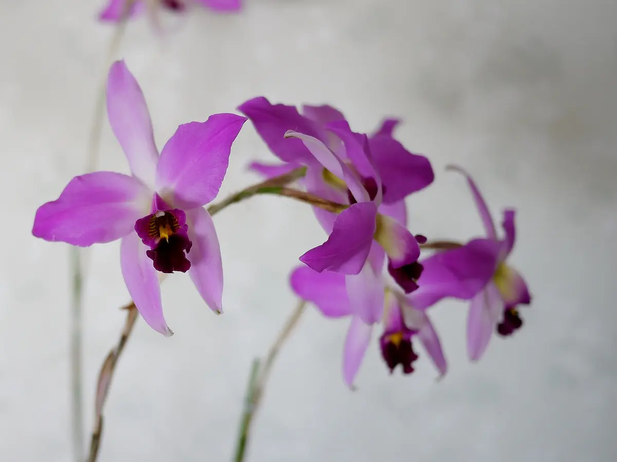 L.anceps var.Guerrero｜園芸日記by優花ちゃんのジージ