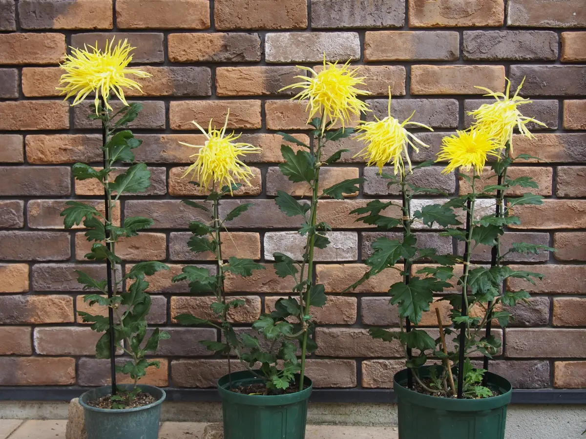 確か5月には7本仕立て！などとのたまっていた｜園芸日記bymarumushi