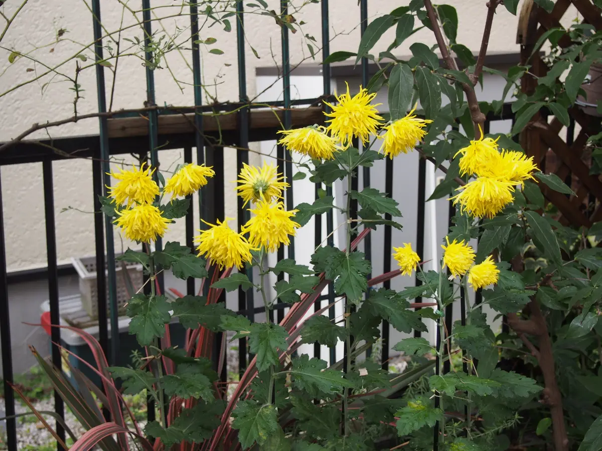 確か5月には7本仕立て！などとのたまっていた｜園芸日記bymarumushi