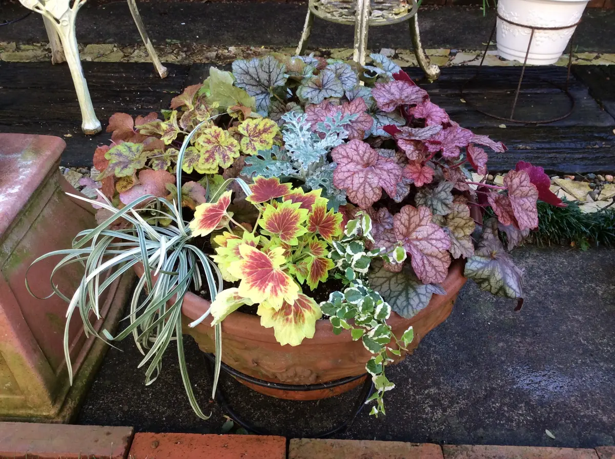 ヒューケラの寄せ植え｜園芸日記by弥生5月｜みんなの趣味の園芸｜347927